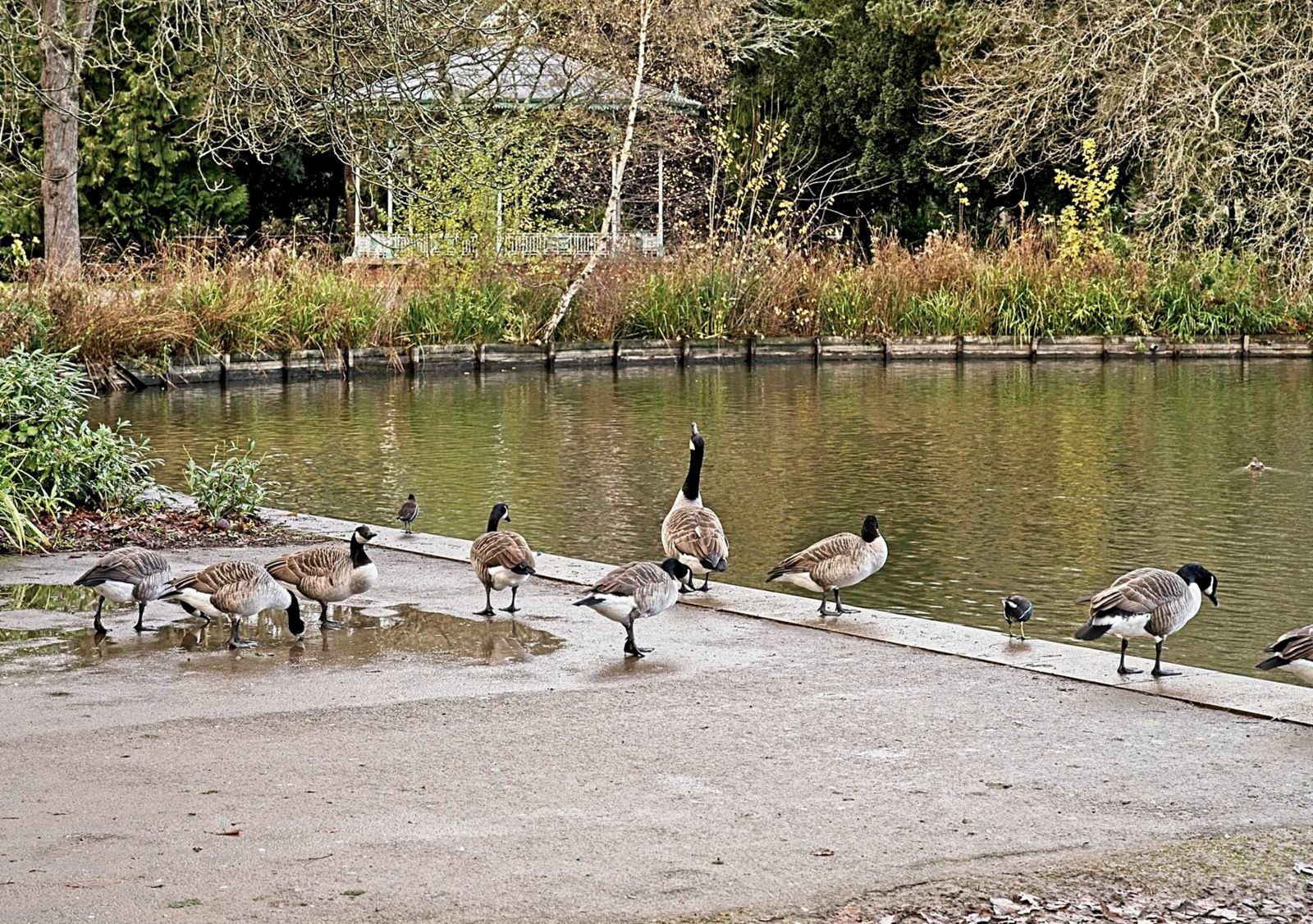 Image shows ducks at a pond